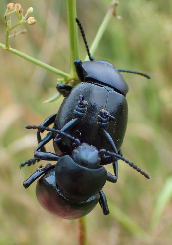 Timarcha tenebricosa